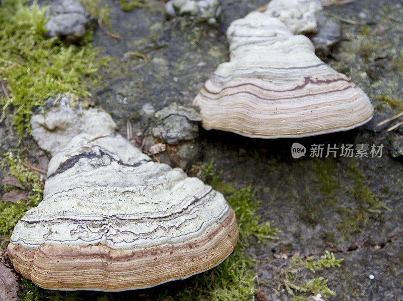 木质部(Fomes fomentarius)